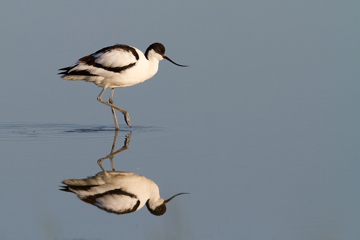 - Recurvirostra avosetta - Pied Avocet